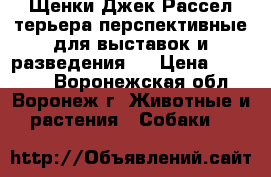 Щенки Джек Рассел терьера перспективные для выставок и разведения.  › Цена ­ 20 000 - Воронежская обл., Воронеж г. Животные и растения » Собаки   